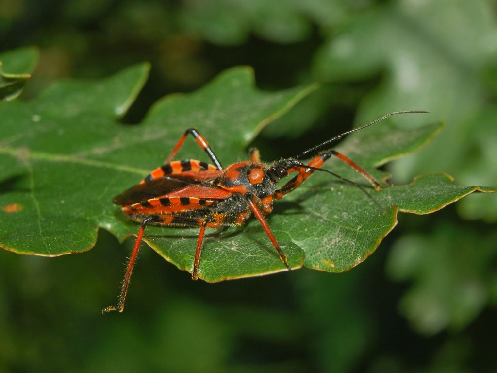 Rhynocoris rubricus